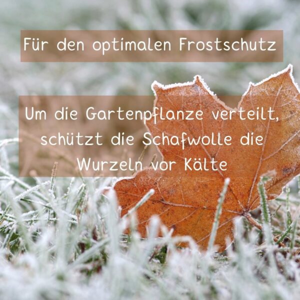 winterschutz pflanze